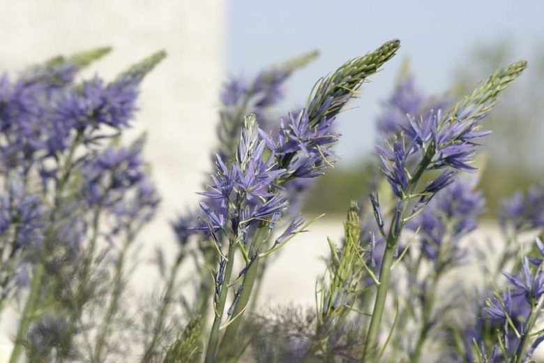 Camassia cusickii, Cusick's Camass, Wild Hyacinth, Blue Flowers, Blue Camas