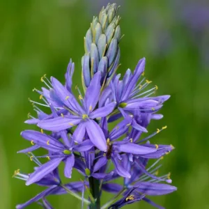 Camassia quamash 'Blue Melody', Camas ' 'Blue Melody'', Common Camassia 'Blue Melody', Bear's Grass 'Blue Melody', Camash 'Blue Melody', Camass 'Blue Melody', Camosh 'Blue Melody', Quamash 'Blue Melody', Blue Flowers, Blue Camas