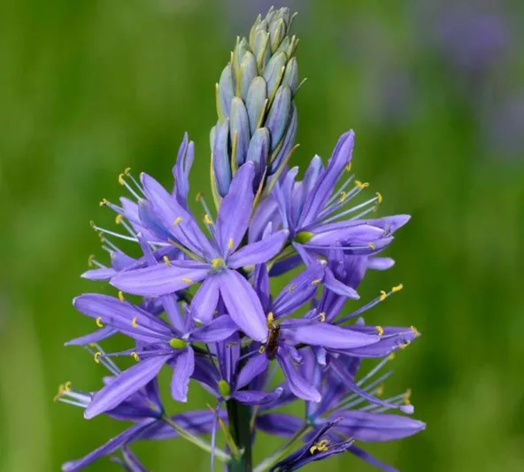 Camassia quamash 'Blue Melody', Camas ' 'Blue Melody'', Common Camassia 'Blue Melody', Bear's Grass 'Blue Melody', Camash 'Blue Melody', Camass 'Blue Melody', Camosh 'Blue Melody', Quamash 'Blue Melody', Blue Flowers, Blue Camas