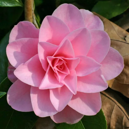 Camellia 'Betty Ridley', 'Betty Ridley' Camellia, Fall Blooming Camellias, Winter Blooming Camellias, Spring Blooming Camellias, Early to Late Season Camellia, Pink Camellia, Pink Flowers