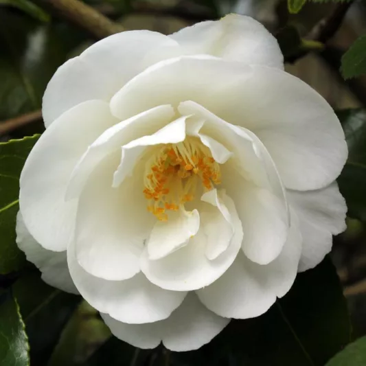 Camellia x Williamsii 'China Clay', Camellia 'China Clay', 'China Clay' Camellia, Fall Blooming Camellias, Winter Blooming Camellias, Spring Blooming Camellias, Mid to Late Season Camellias, White flowers, White Camellias