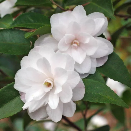 Camellia 'Cinnamon Cindy', 'Cinnamon Cindy' Camellia, Winter Blooming Camellias, Spring Blooming Camellias, Fragrant Camellias, Early to Late Season Camellias, White flowers, White Camellias