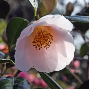 Camellia Japonica 'Apple Blossom', Camellia 'Apple Blossom', 'Apple Blossom' Camellia, Fall Blooming Camellias, Winter Blooming Camellias, Spring Blooming Camellias, Early Season Camellias, Mid Season Camellias, White flowers, White Camellias,  Camellia japonica 'Joy Sander'