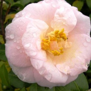 Camellia Japonica 'April Blush', Camellia 'April Blush','April Blush' Camellia, Cold Hardy Camellias, Camellia Hybrids, Pink flowers, Spring Camellias, Spring Blooming Camellias, Winter Blooming Camellias, Mid Season Camellias