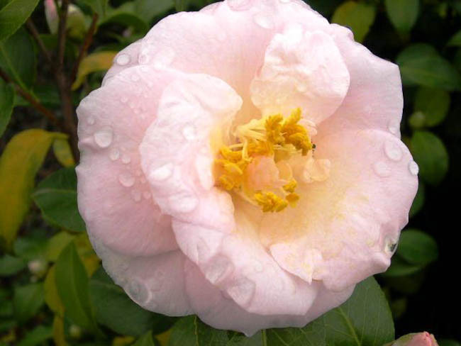 Camellia Japonica 'April Blush', Camellia 'April Blush','April Blush' Camellia, Cold Hardy Camellias, Camellia Hybrids, Pink flowers, Spring Camellias, Spring Blooming Camellias, Winter Blooming Camellias, Mid Season Camellias