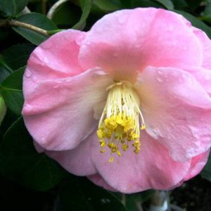 Camellia Japonica 'April Remembered', Camellia 'April Remembered','April Remembered' Camellia, Cold Hardy Camellias, Camellia Hybrids, Pink flowers, Spring Camellias, Spring Blooming Camellias, Late Season Camellias