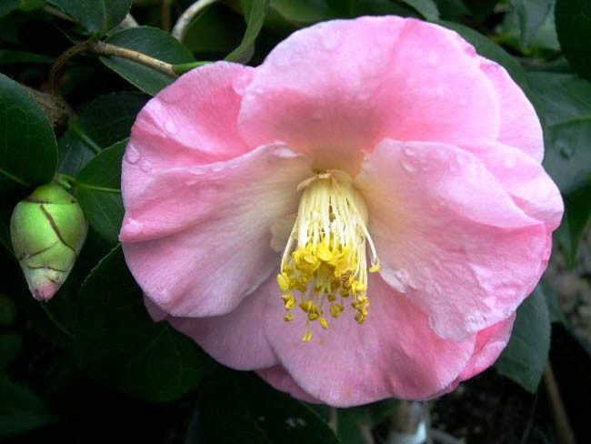 Camellia Japonica 'April Remembered', Camellia 'April Remembered','April Remembered' Camellia, Cold Hardy Camellias, Camellia Hybrids, Pink flowers, Spring Camellias, Spring Blooming Camellias, Late Season Camellias