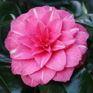Camellia Japonica 'April Rose', Camellia 'April Rose','April Rose' Camellia, Cold Hardy Camellias, Camellia Hybrids, Pink flowers, Spring Camellias, Spring Blooming Camellias,Late Season Camellias