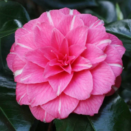 Camellia Japonica 'April Rose', Camellia 'April Rose','April Rose' Camellia, Cold Hardy Camellias, Camellia Hybrids, Pink flowers, Spring Camellias, Spring Blooming Camellias,Late Season Camellias