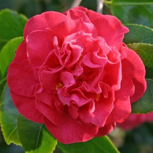 Camellia Japonica 'Australis', Camellia 'Australis', 'Australis' Camellia, Winter Blooming Camellias, Spring Blooming Camellias, Mid Season Camellias, Red flowers, Red Camellias