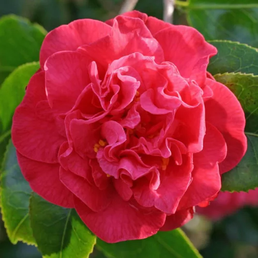 Camellia Japonica 'Australis', Camellia 'Australis', 'Australis' Camellia, Winter Blooming Camellias, Spring Blooming Camellias, Mid Season Camellias, Red flowers, Red Camellias