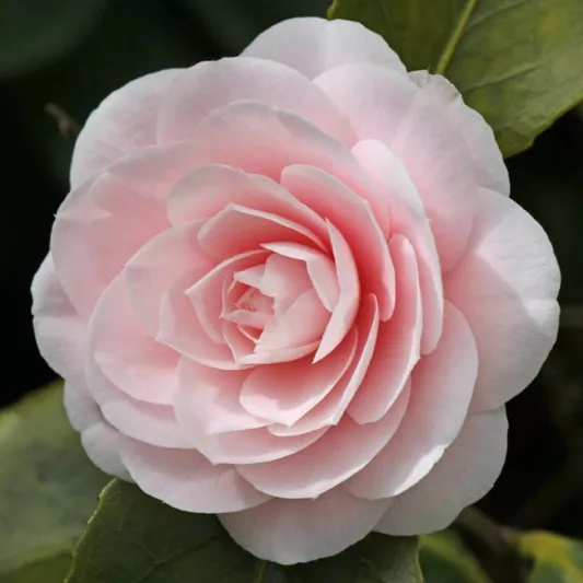 Camellia Japonica 'Ave Maria', Camellia 'Ave Maria', 'Ave Maria' Camellia, Fall Blooming Camellias, Winter Blooming Camellias, Spring Blooming Camellias, Early to Late Season Camellias, Pink flowers, Pink Camellias