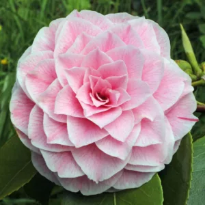 Camellia Japonica 'Bonomiana', Camellia 'Bonomiana', 'Bonomiana' Camellia, Winter Blooming Camellias, Spring Blooming Camellias, Mid Season Camellias, Pink flowers, Pink Camellias