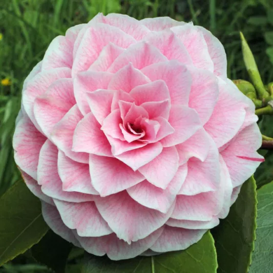 Camellia Japonica 'Bonomiana', Camellia 'Bonomiana', 'Bonomiana' Camellia, Winter Blooming Camellias, Spring Blooming Camellias, Mid Season Camellias, Pink flowers, Pink Camellias
