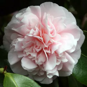 Camellia Japonica 'Debutante', Camellia 'Debutante', 'Debutante' Camellia, Camellia 'Sarah C. Hastie', Fall Blooming Camellias, Winter Blooming Camellias, Spring Blooming Camellias, Early to Mid Season Camellias, Pink Camellias, Pink Flowers