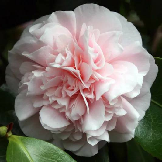 Camellia Japonica 'Debutante', Camellia 'Debutante', 'Debutante' Camellia, Camellia 'Sarah C. Hastie', Fall Blooming Camellias, Winter Blooming Camellias, Spring Blooming Camellias, Early to Mid Season Camellias, Pink Camellias, Pink Flowers