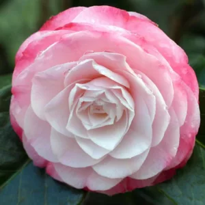 Camellia Japonica 'Desire', Camellia 'Desire', 'Desire' Camellia, Fall Blooming Camellias, Winter Blooming Camellias, Spring Blooming Camellias, Early to Mid Season Camellias, Pink Camellias, Pink Flowers