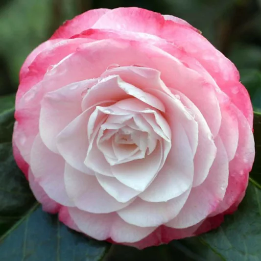 Camellia Japonica 'Desire', Camellia 'Desire', 'Desire' Camellia, Fall Blooming Camellias, Winter Blooming Camellias, Spring Blooming Camellias, Early to Mid Season Camellias, Pink Camellias, Pink Flowers