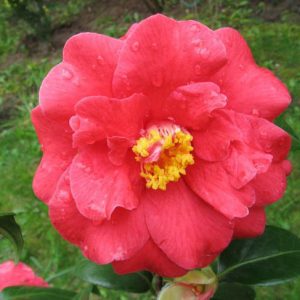Camellia Japonica 'Don Mac', Camellia 'Don Mac', 'Don Mac' Camellia, Fall Blooming Camellias, Winter Blooming Camellias, Spring Blooming Camellias, Early to Late Season Camellias, Red Camellia, Red Flower