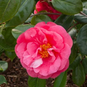 Camellia Japonica 'Drama Girl', Camellia 'Drama Girl', 'Drama Girl' Camellia, Winter Blooming Camellias, Spring Blooming Camellias, Mid Season Camellias, Pink flowers, Pink Camellias