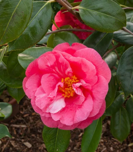 Camellia Japonica 'Drama Girl', Camellia 'Drama Girl', 'Drama Girl' Camellia, Winter Blooming Camellias, Spring Blooming Camellias, Mid Season Camellias, Pink flowers, Pink Camellias