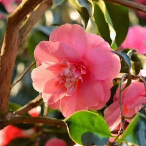 Camellia Japonica 'Elegans', Camellia 'Elegans', 'Elegans' Camellia, Camellia japonica 'Chandleri Elegans', Camellia japonica 'Chandleri Rubra', Camellia japonica 'Red Elegans', Camellia japonica 'Rosea Chandleri', Fall Blooming Camellias, Winter Blooming Camellias, Spring Blooming Camellias, Early to Mid Season Camellias, Red flowers, Red Camellias