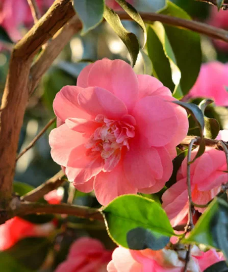 Camellia Japonica 'Elegans', Camellia 'Elegans', 'Elegans' Camellia, Camellia japonica 'Chandleri Elegans', Camellia japonica 'Chandleri Rubra', Camellia japonica 'Red Elegans', Camellia japonica 'Rosea Chandleri', Fall Blooming Camellias, Winter Blooming Camellias, Spring Blooming Camellias, Early to Mid Season Camellias, Red flowers, Red Camellias