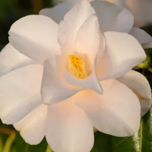 Camellia Japonica 'Hagoromo', 'Hagoromo' Camellia, Camellia 'Magnoliiflora', Camellia 'Rose of Dawn', Camellia 'Feathered Robe', Camelia 'Angel's Robe', Winter Blooming Camellias, Spring Blooming Camellias, Early to Late Season Camellias, White flowers, White Camellias