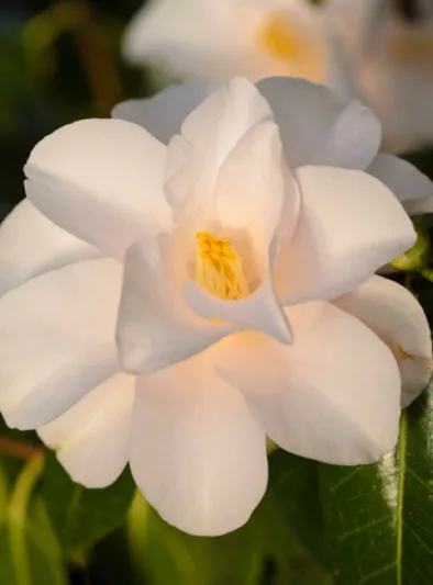 Camellia Japonica 'Hagoromo', 'Hagoromo' Camellia, Camellia 'Magnoliiflora', Camellia 'Rose of Dawn', Camellia 'Feathered Robe', Camelia 'Angel's Robe', Winter Blooming Camellias, Spring Blooming Camellias, Early to Late Season Camellias, White flowers, White Camellias
