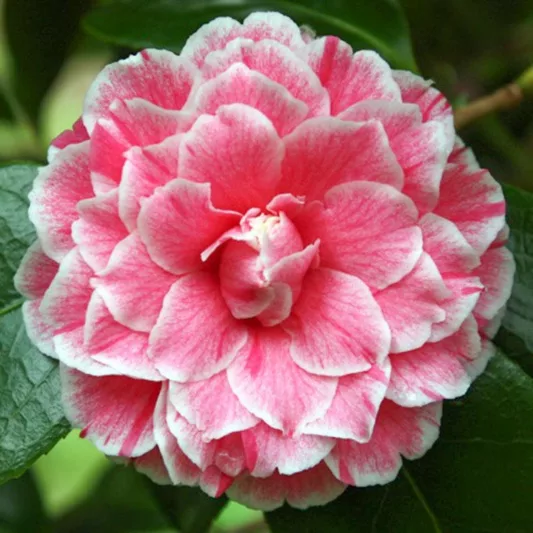 Camellia Japonica 'Herme', Camellia 'Herme', 'Herme' Camellia, Camellia 'Jordan's Pride', Camellia 'Souvenir d'Henri Guichard', Camellia 'Hikarugenji', Winter Blooming Camellias, Spring Blooming Camellias, Mid Season Camellias, Pink flowers, Pink Camellias