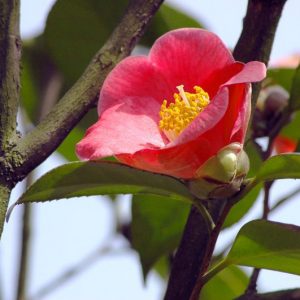 Camellia Japonica 'Korean Fire', Camellia 'Korean Fire','Korean Fire' Camellia, Cold Hardy Camellias, Red flowers, Spring Camellias, Spring Blooming Camellias, Late Season Camellias