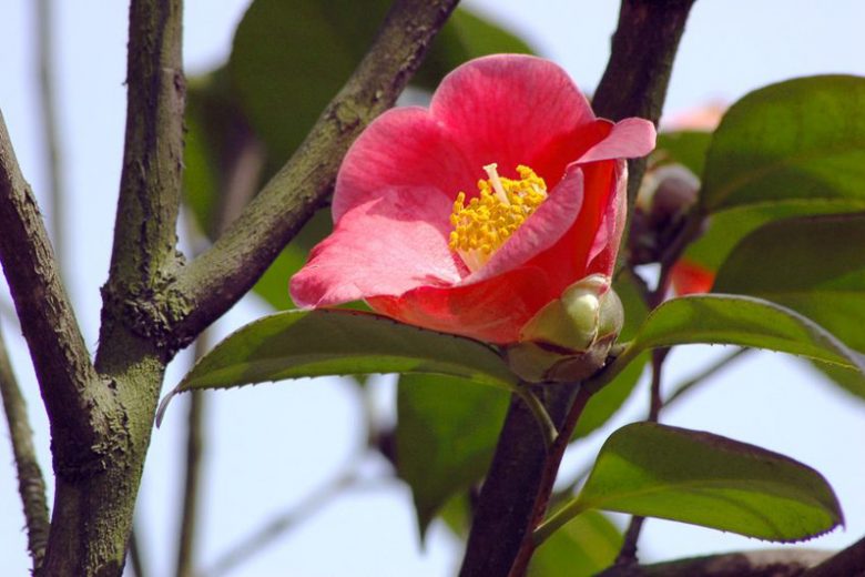 Camellia Japonica 'Korean Fire', Camellia 'Korean Fire','Korean Fire' Camellia, Cold Hardy Camellias, Red flowers, Spring Camellias, Spring Blooming Camellias, Late Season Camellias