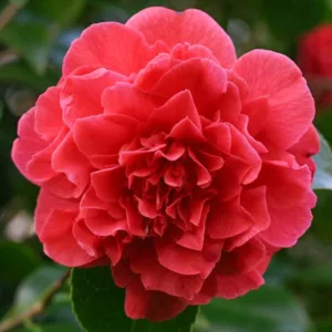 Camellia Japonica 'Kramer's Supreme', Camellia 'Kramer's Supreme', 'Kramer's Supreme' Camellia, Winter Blooming Camellias, Spring Blooming Camellias, Mid Season Camellias, Red flowers, Red Camellias
