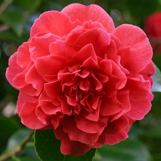 Camellia Japonica 'Kramer's Supreme', Camellia 'Kramer's Supreme', 'Kramer's Supreme' Camellia, Winter Blooming Camellias, Spring Blooming Camellias, Mid Season Camellias, Red flowers, Red Camellias