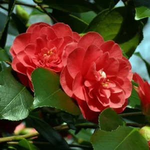 Camellia Japonica 'Lady Campbell', Camellia 'Lady Campbell', 'Lady Campbell' Camellia, Camellia 'Campbellii', Camellia 'Black Beauty', Camellia 'Goddess of Fire', Camellia 'Red Queen', Camellia 'Margharita', Spring Blooming Camellias, Camellia Hybrids, Late Season Camellias
