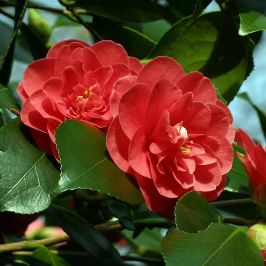 Camellia Japonica 'Lady Campbell', Camellia 'Lady Campbell', 'Lady Campbell' Camellia, Camellia 'Campbellii', Camellia 'Black Beauty', Camellia 'Goddess of Fire', Camellia 'Red Queen', Camellia 'Margharita', Spring Blooming Camellias, Camellia Hybrids, Late Season Camellias