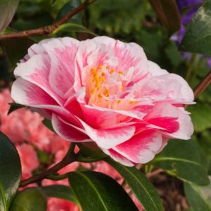 Camellia Japonica 'Lavinia Maggi', Camellia 'Lavinia Maggi', 'Lavinia Maggi' Camellia, Camellia 'Contessa Lavinia Maggi', Winter Blooming Camellias, Spring Blooming Camellias, Mid Season Camellias, White and pink flowers, White and pink Camellias, Camellia japonica