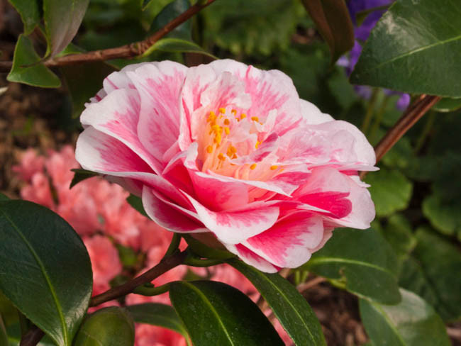 Camellia Japonica 'Lavinia Maggi', Camellia 'Lavinia Maggi', 'Lavinia Maggi' Camellia, Camellia 'Contessa Lavinia Maggi', Winter Blooming Camellias, Spring Blooming Camellias, Mid Season Camellias, White and pink flowers, White and pink Camellias, Camellia japonica