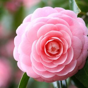 Camellia Japonica 'Pink Perfection', Camellia 'Pink Perfection', 'Pink Perfection' Camellia, Camellia 'Otome', Camellia 'Pink Pearl, Camellia 'Frau Minna Seidel', Fall Blooming Camellias, Winter Blooming Camellias, Spring Blooming Camellias, Early to Late Season Camellias, Pink flowers, Pink Camellias