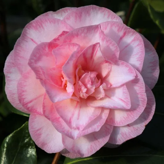 Camellia Japonica 'Spring Sonnet', Camellia 'Spring Sonnet', 'Spring Sonnet' Camellia, Winter Blooming Camellias, Spring Blooming Camellias, Mid Season Camellias, Pink flowers, Pink Camellias