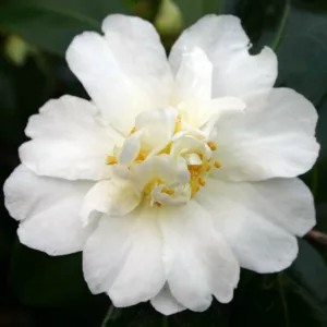 Camellia 'Polar Ice','Polar Ice' Camellia, Cold Hardy Camellias, Camellia Hybrids, Winter Series Camellias, White flowers, Fall Camellias, Fall Blooming Camellias, Winter Blooming Camellias