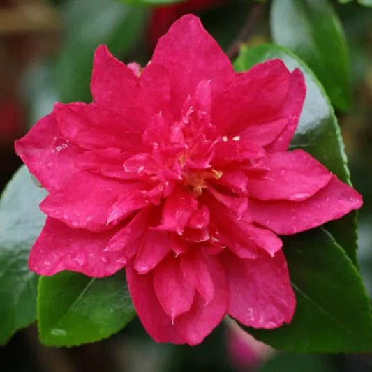 Camellia Sasanqua 'Bonanza', Camellia 'Bonanza', 'Bonanza' Camellia, Fall Blooming Camellias, Winter Blooming Camellias, Red flowers, Red Camellias, Early Season Camellias