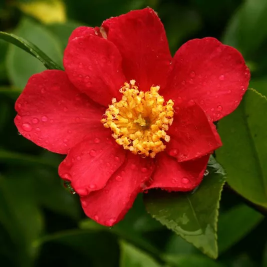 Camellia Sasanqua 'Crimson King', Camellia 'Crimson King', 'Crimson King' Camellia, Fall Blooming Camellias, Winter Blooming Camellias, Red flowers, Red Camellias, Early Season Camellias