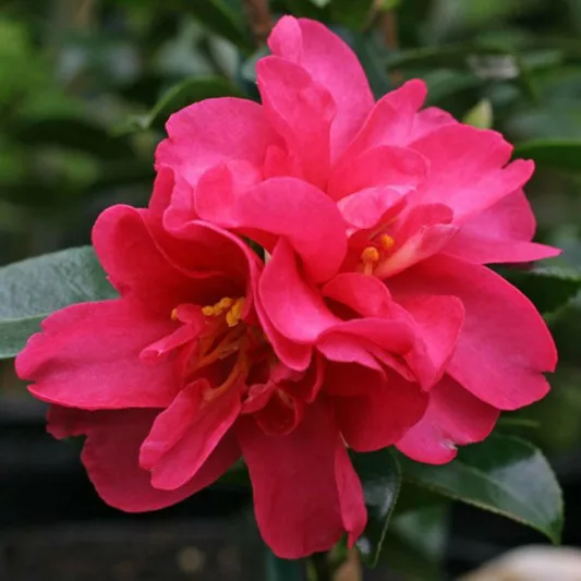Camellia Sasanqua 'Kanjiro', Camellia 'Kanjiro', 'Kanjiro' Camellia, Camellia 'Utamakura', Camellia 'Hiryu', Camellia hiemalis 'Kanjiro', Fall Blooming Camellias, Winter Blooming Camellias, Early Season Camellias, Red flowers, Red Camellias