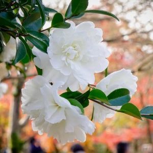Camellia Sasanqua 'Mine-No-Yuki', Camellia 'Mine-No-Yuki', 'Mine-No-Yuki' Camellia, Camellia 'White Doves', Camellia 'Snow on the Ridge', Camellia 'Snow', Camellia 'Snow on the Mountain', Fall Blooming Camellias, Winter Blooming Camellias, Early Season Camellias, White flowers, White Camellias