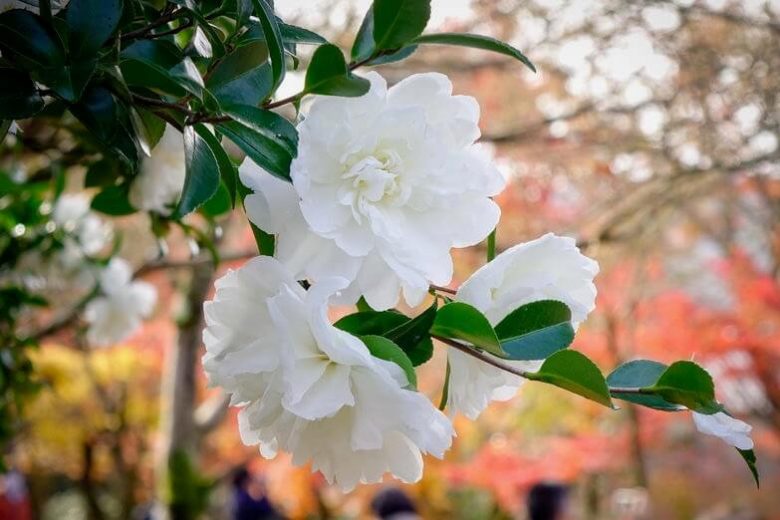 Camellia Sasanqua 'Mine-No-Yuki', Camellia 'Mine-No-Yuki', 'Mine-No-Yuki' Camellia, Camellia 'White Doves', Camellia 'Snow on the Ridge', Camellia 'Snow', Camellia 'Snow on the Mountain', Fall Blooming Camellias, Winter Blooming Camellias, Early Season Camellias, White flowers, White Camellias