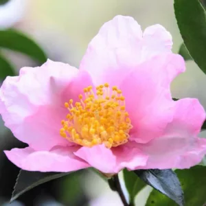 Camellia Sasanqua 'Plantation Pink', Camellia 'Plantation Pink', 'Plantation Pink' Camellia, Fall Blooming Camellias, Winter Blooming Camellias, Pink flowers, Pink Camellias, Early Season Camellias