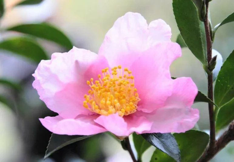Camellia Sasanqua 'Plantation Pink', Camellia 'Plantation Pink', 'Plantation Pink' Camellia, Fall Blooming Camellias, Winter Blooming Camellias, Pink flowers, Pink Camellias, Early Season Camellias