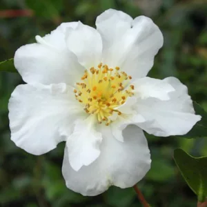 Camellia Sasanqua 'Setsugekka', Camellia 'Setsugekka', 'Setsugekka' Camellia, Camellia 'Snow', Camellia 'Moon and Flowers', Camellia 'Fluted White', Camellia 'Wavy White', Camellia 'Elegant Friends', Fall Blooming Camellias, Winter Blooming Camellias, Spring Blooming Camellias, Early to Mid Season Camellias, white flowers, white camellias
