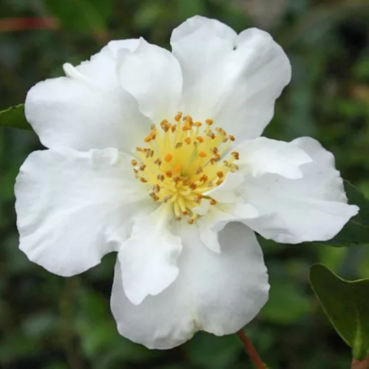 Camellia Sasanqua 'Setsugekka', Camellia 'Setsugekka', 'Setsugekka' Camellia, Camellia 'Snow', Camellia 'Moon and Flowers', Camellia 'Fluted White', Camellia 'Wavy White', Camellia 'Elegant Friends', Fall Blooming Camellias, Winter Blooming Camellias, Spring Blooming Camellias, Early to Mid Season Camellias, white flowers, white camellias